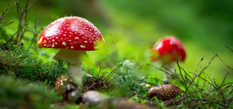 mushrooms