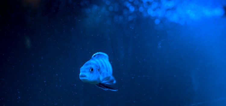 fish swimming in ocean