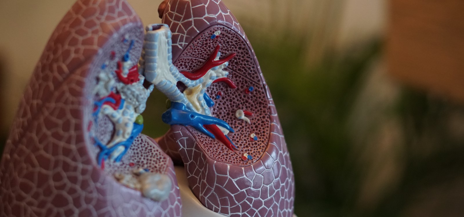 replica of human lungs