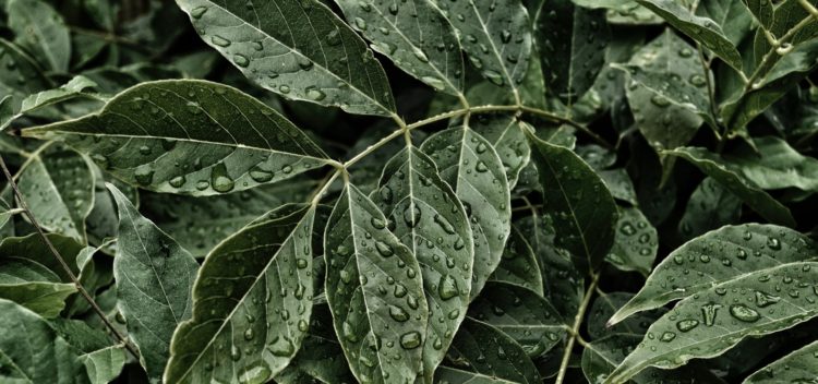 plants with water
