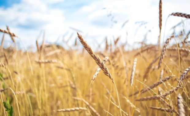 wheat field for environmental studies major