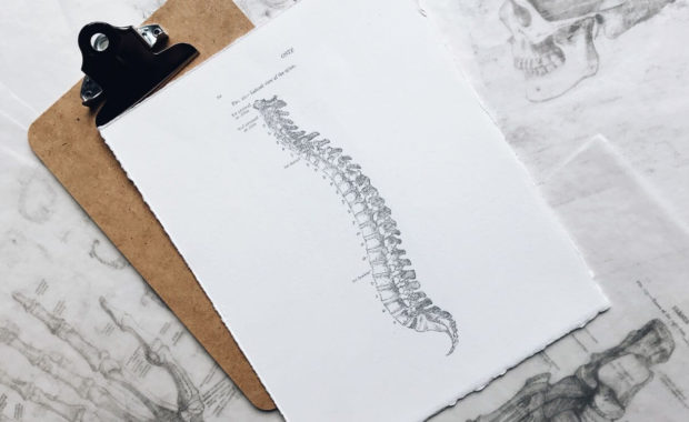 sketch of the human spine for a physiology degree